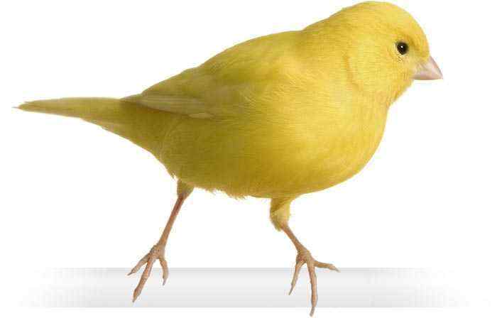 Geometry Bird