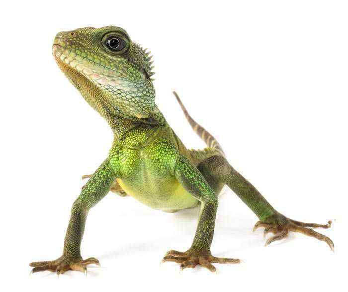Lizard