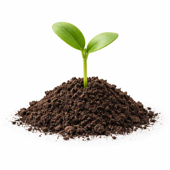 Live radio to empower your voice brand verbally